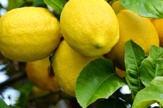 lemonia